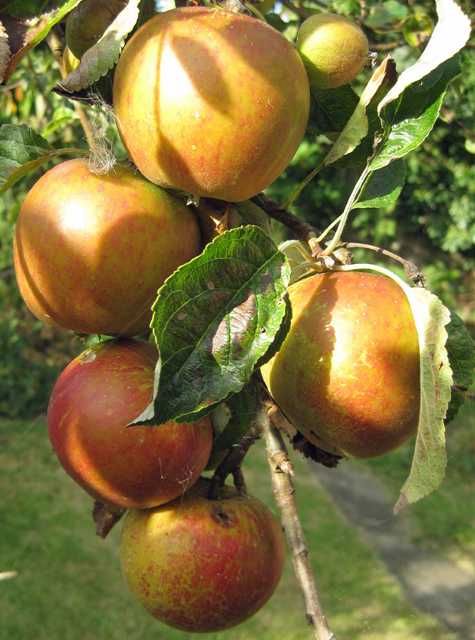 Apfelbaum Cox Orange Renette 7,5 L Container von Pflanzen
