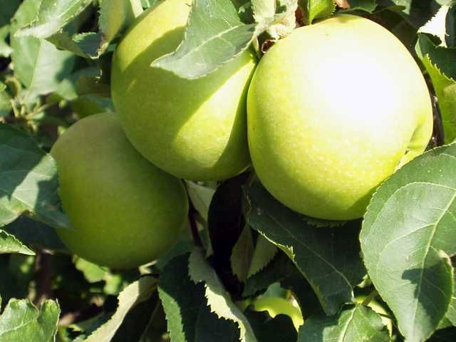 Apfelbaum Golden Delicious 7,5 L Container von Pflanzen