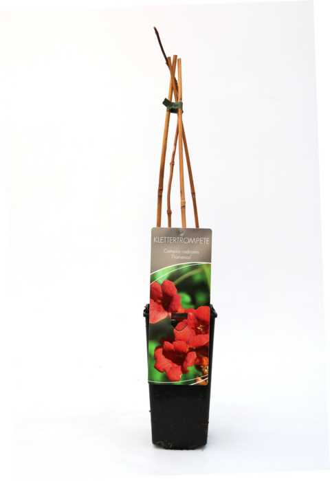 B&L Trompetenblume 40-60 cm hoch 2 L Eckcontainer, Kletterpflanze, rote Blüte von Pflanzen