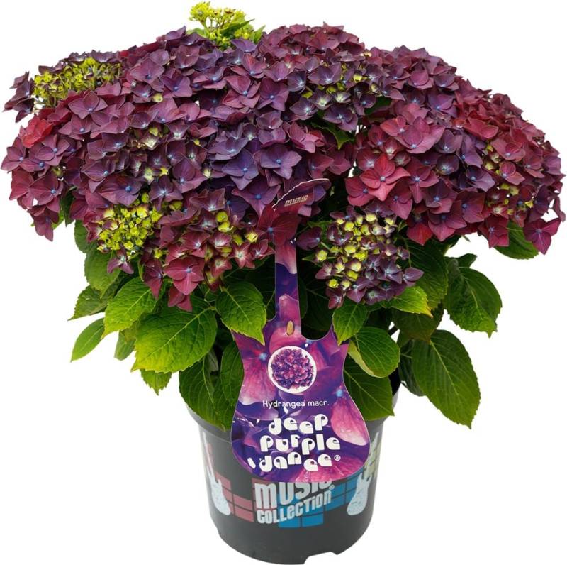 Bauernhortensie Music Collection Hydrangea mac. H 30 - 40 cm 5 L Container von Pflanzen