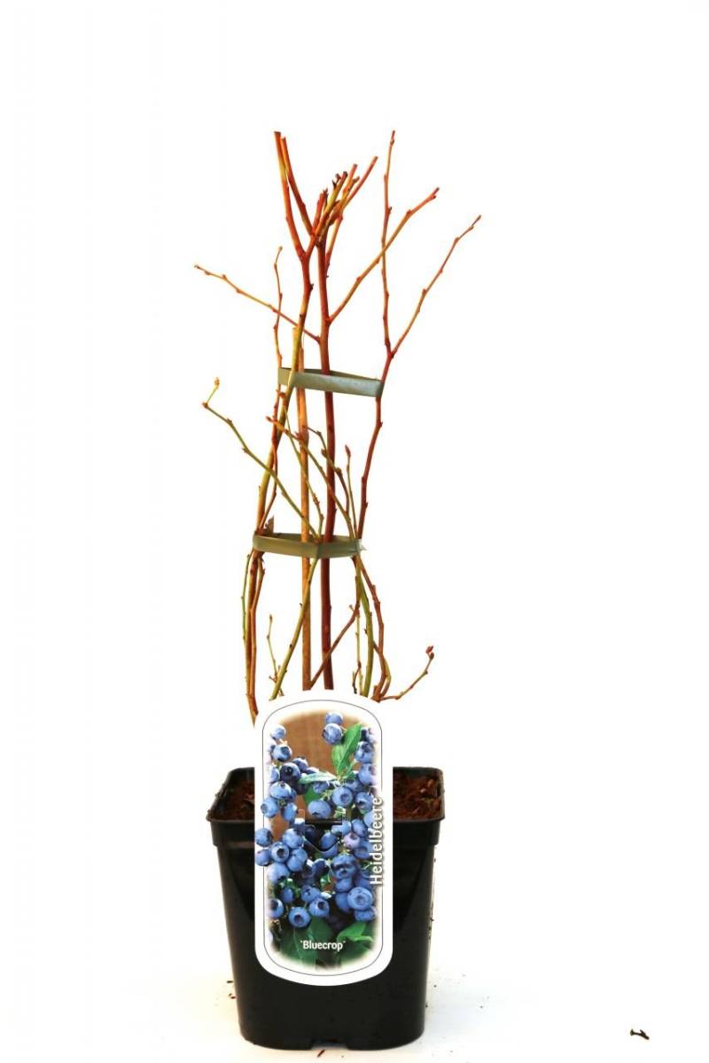 Beerenobst Heidelbeere 3 L Container von Pflanzen
