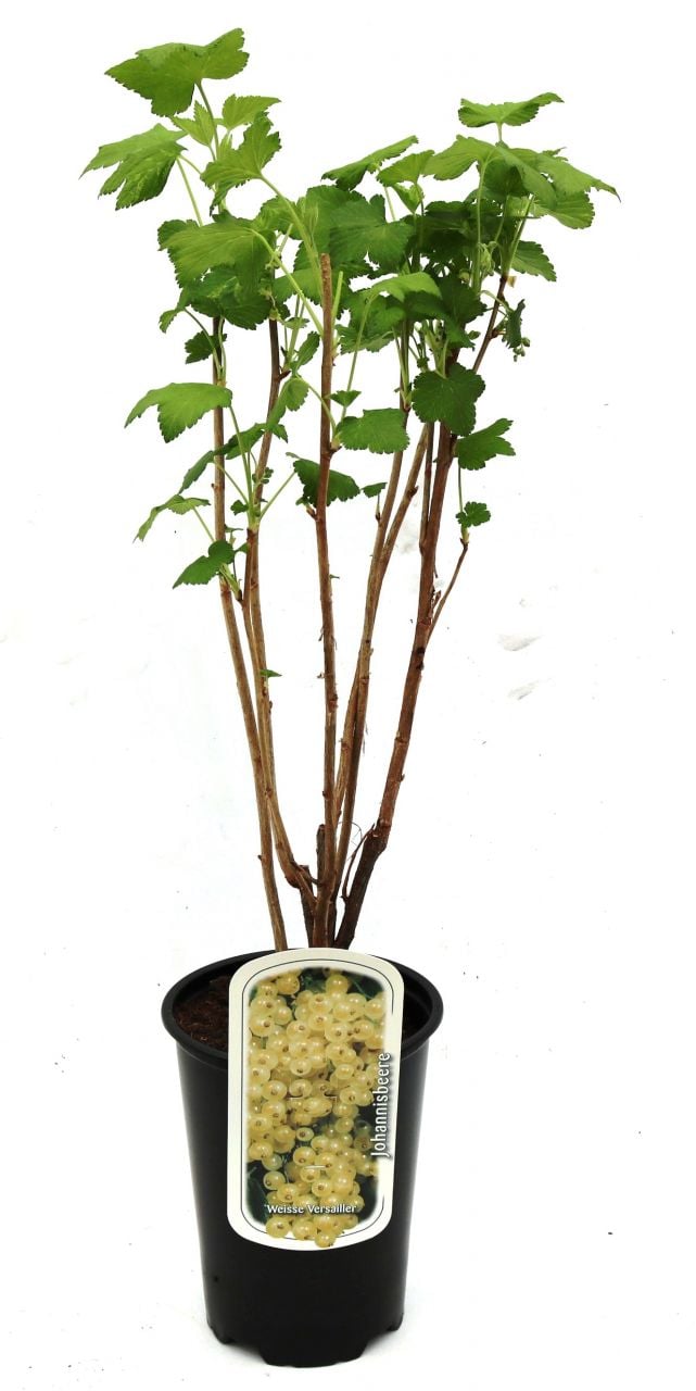 Beerenobst Johannisbeere 3 L Container von Pflanzen