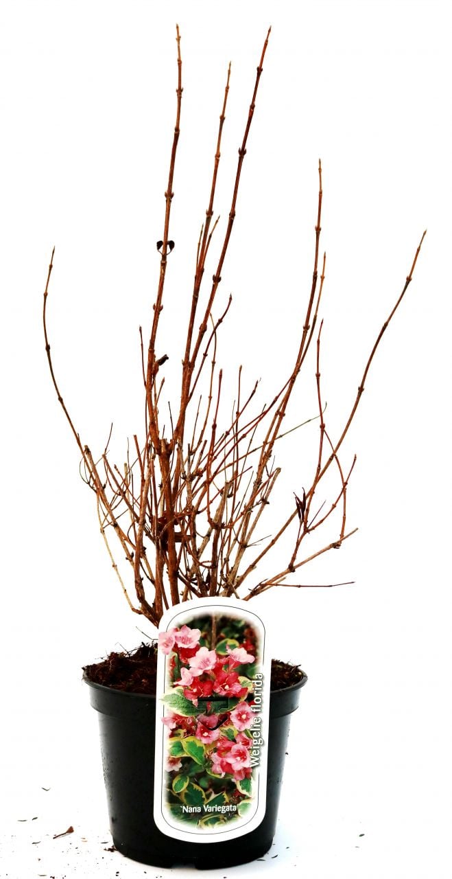 Buntblättrige Weigelie 3 l Container von Pflanzen