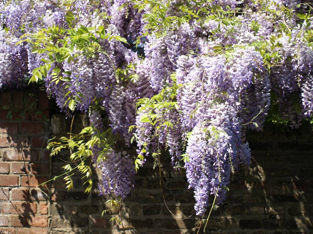 Chinesischer Blauregen Wisteria sinensis H ca 40 cm 2 L Eckcontainer von Pflanzen