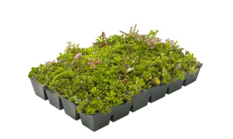 Dachbegrünung bis 25° Dachneigung 13 m² von Pflanzen