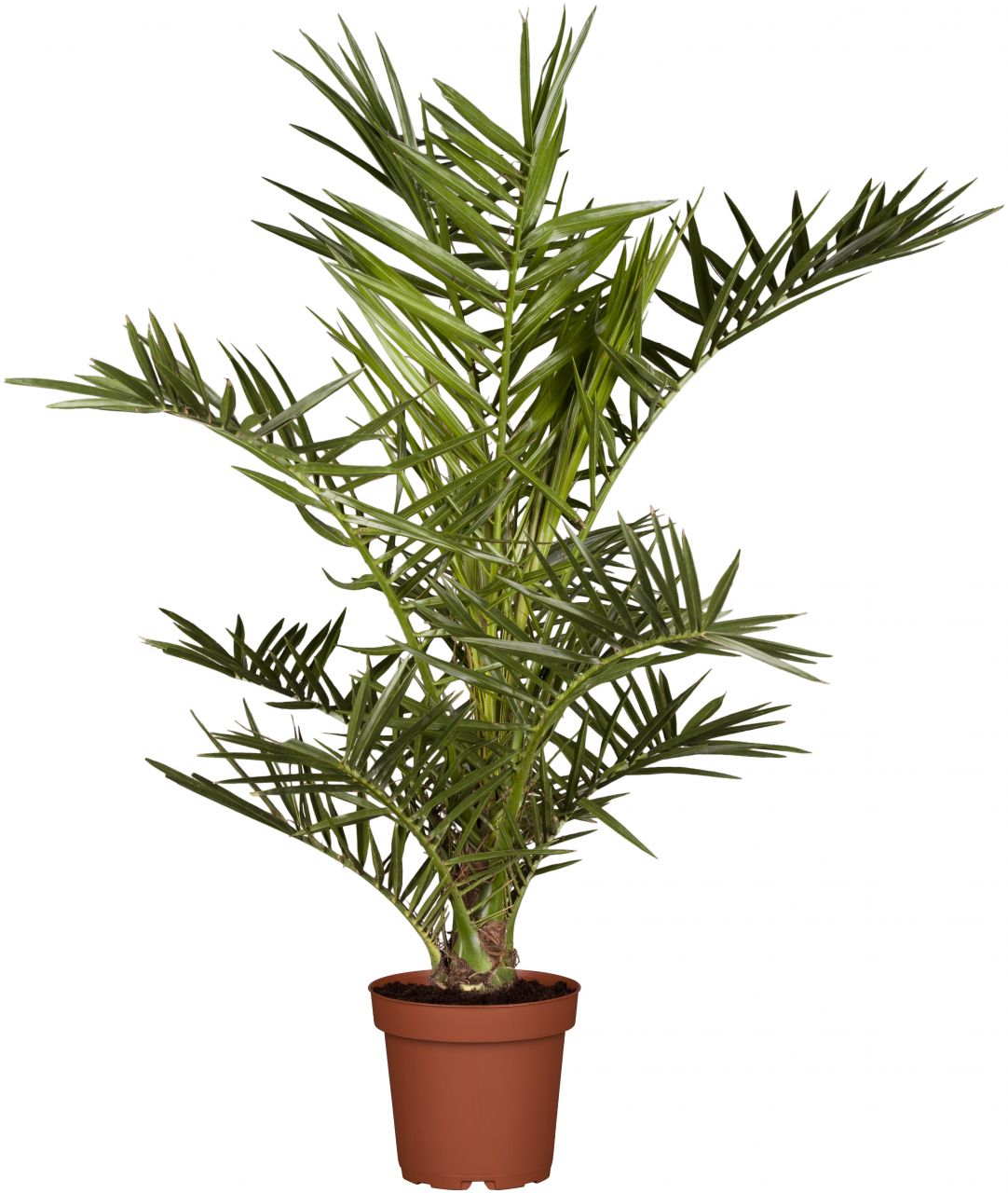 Dattelpalme Phoenix Canariensis H ca. 100 cm 25 cm Topf von Pflanzen