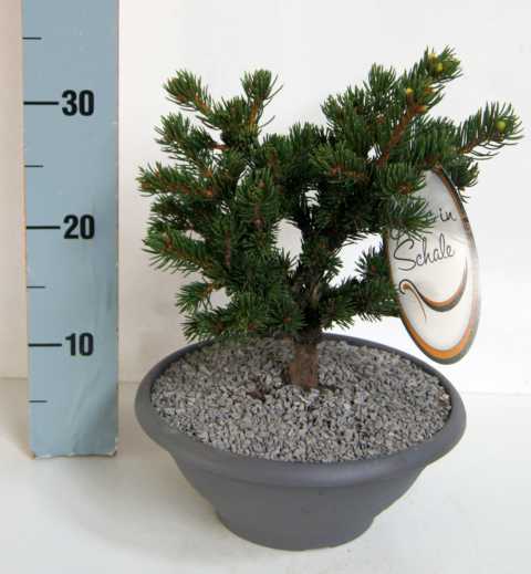 Edelkonifere in Schale 20-25 cm 3,5 l Container von Pflanzen