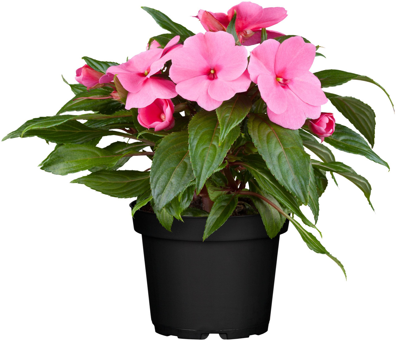 Edellieschen Impatiens Neu-Guinea H 22,5 cm 12 cm Topf von Pflanzen