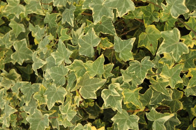 Efeu weißbunt 2 L Eckcontainer Efeu weißbunt 2 L Eckcontainer von Pflanzen