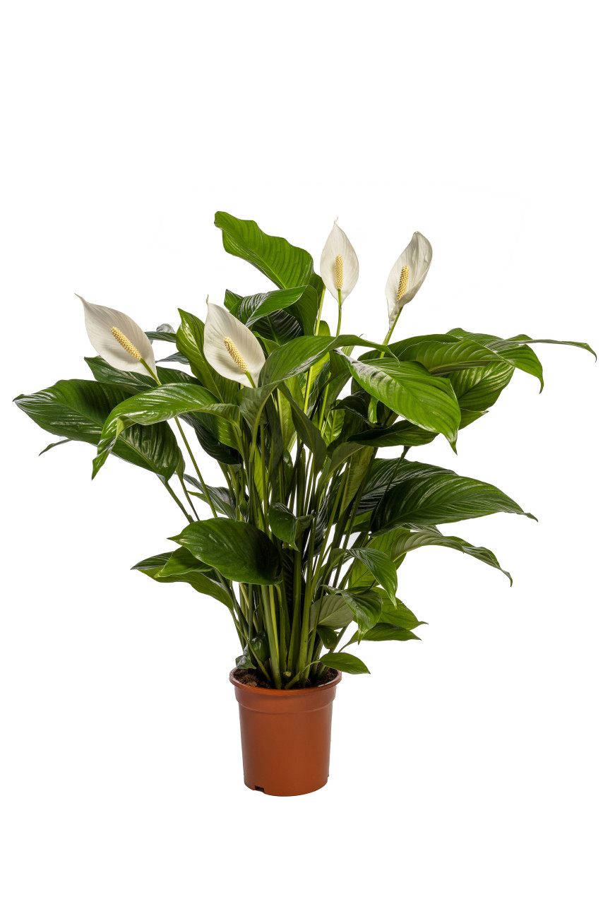 Einblatt Spathiphyllum H 100 cm 24 cm Topf von Pflanzen