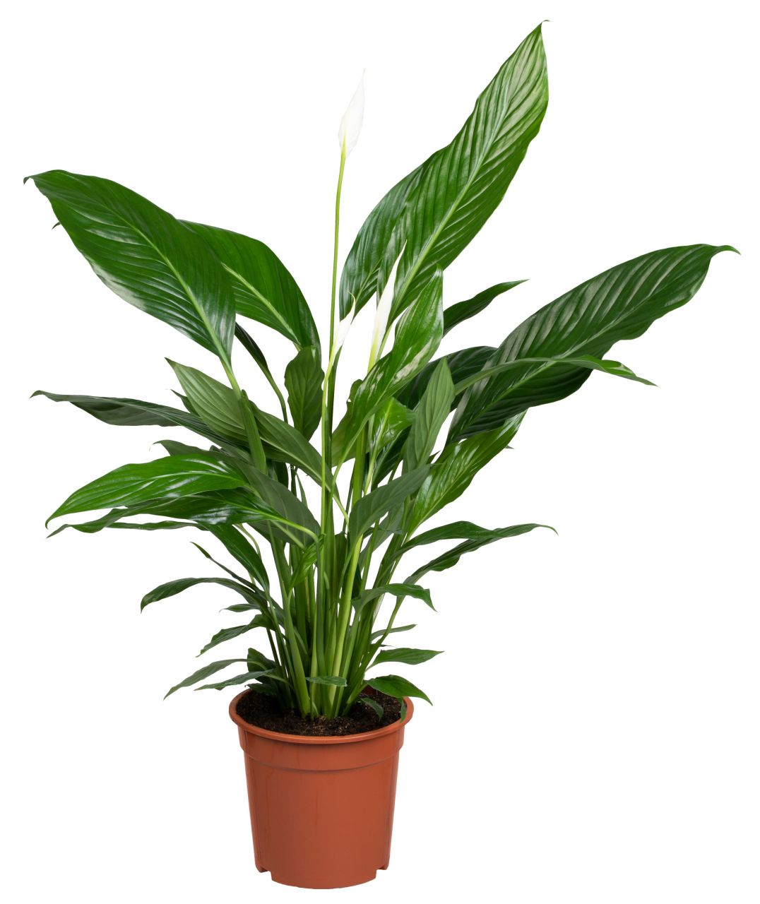 Einblatt Spathiphyllum Sweet Lauretta H ca. 80 cm 24 cm Topf von Pflanzen