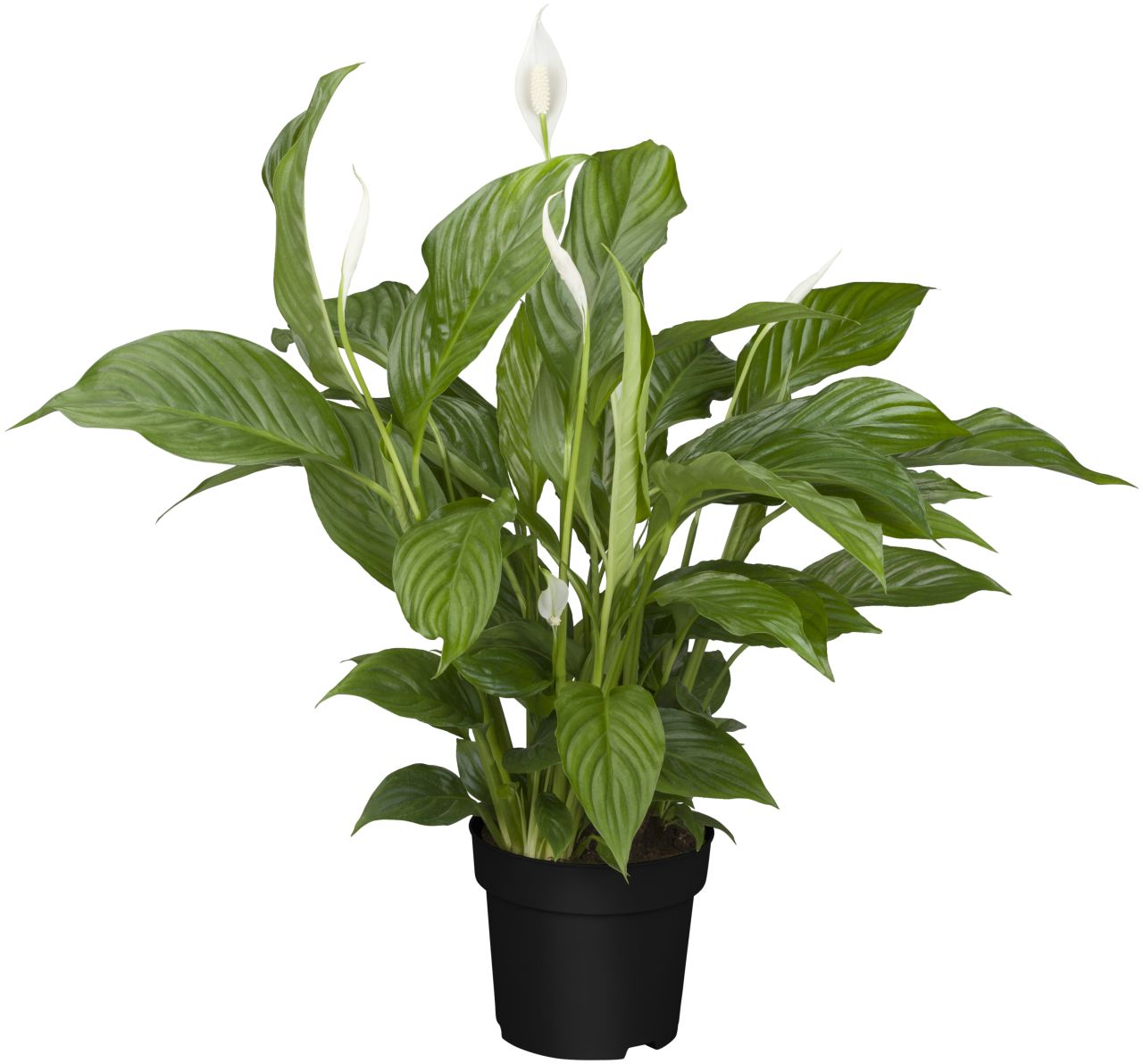 Einblatt Spathiphyllum Sweet Silvio H ca 75 cm 17 cm Topf von Pflanzen