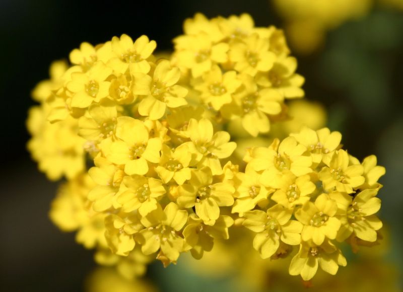 Felsen-Steinkraut Alyssum H 20 - 30 cm 13 cm Topf von Pflanzen