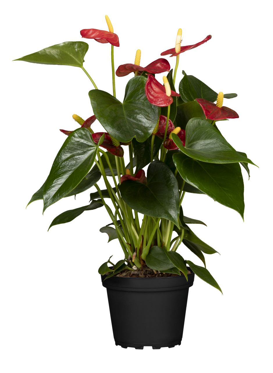 Flamingoblume Anthurium Red Champion H ca 50 cm 14 cm Topf von Pflanzen