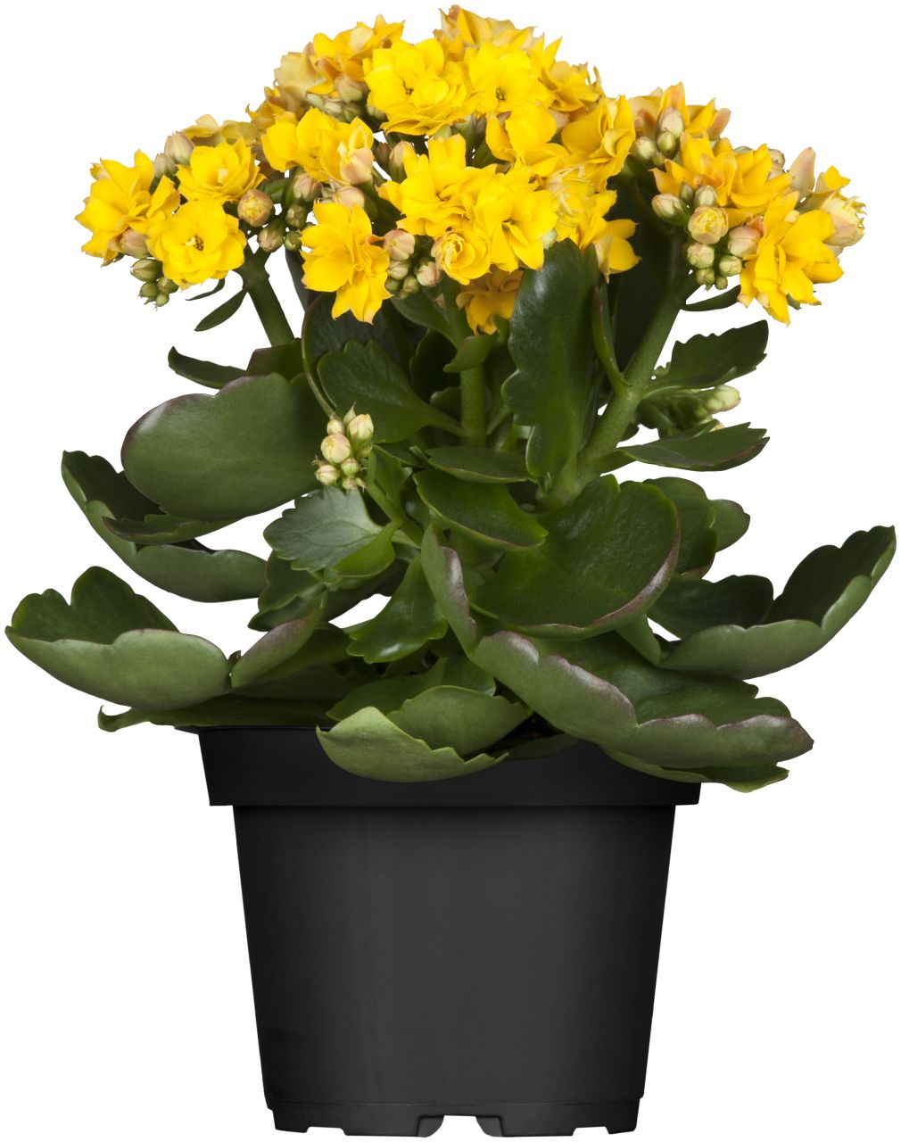 Flammendes Käthchen gelb einfach Kalanchoe H ca. 22 cm 10,5 cm Topf von Pflanzen