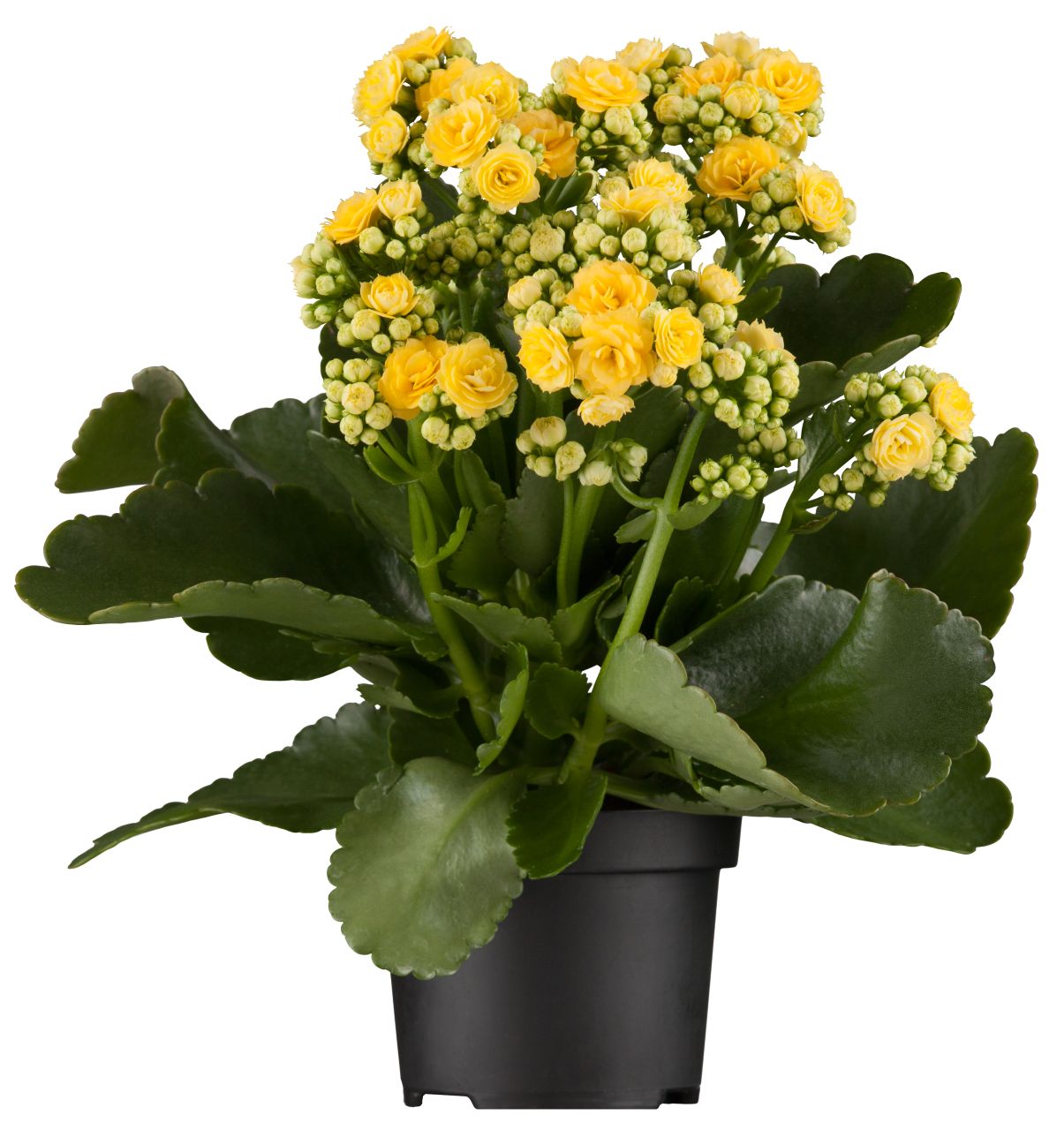 Flammendes Käthchen gelb gefüllt Kalanchoe H ca. 23 cm 10,5 cm Topf von Pflanzen