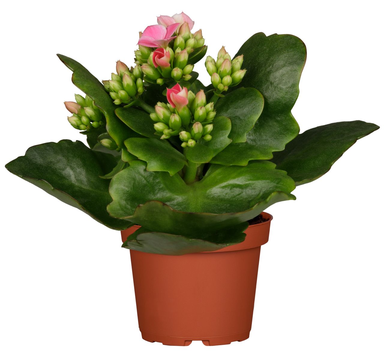 Flammendes Käthchen lila einfach Kalanchoe H ca. 22 cm 10,5 cm Topf von Pflanzen