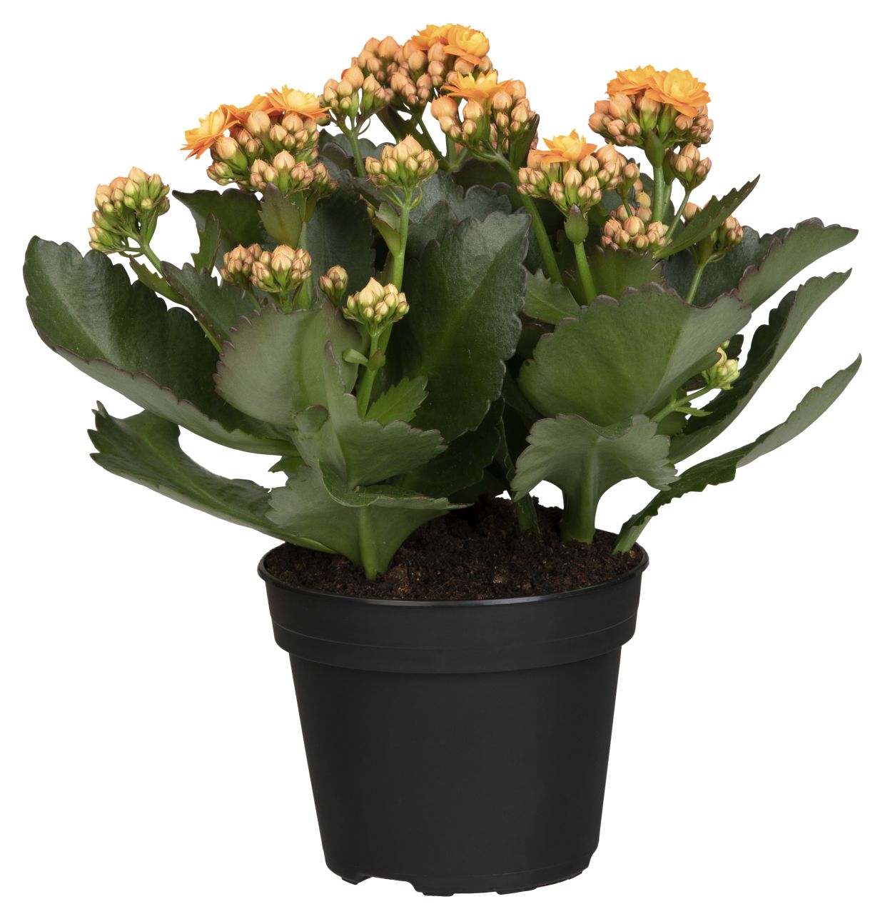 Flammendes Käthchen orange einfach Kalanchoe H ca. 22 cm 10,5 cm Topf von Pflanzen