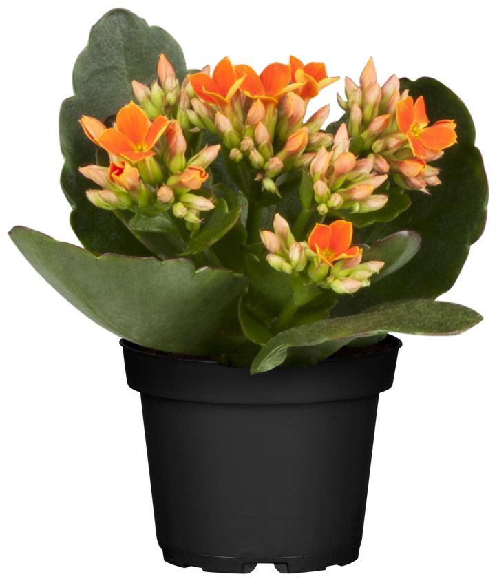 Flammendes Käthchen orange gefüllt Kalanchoe H ca. 15 cm 7 cm Topf von Pflanzen