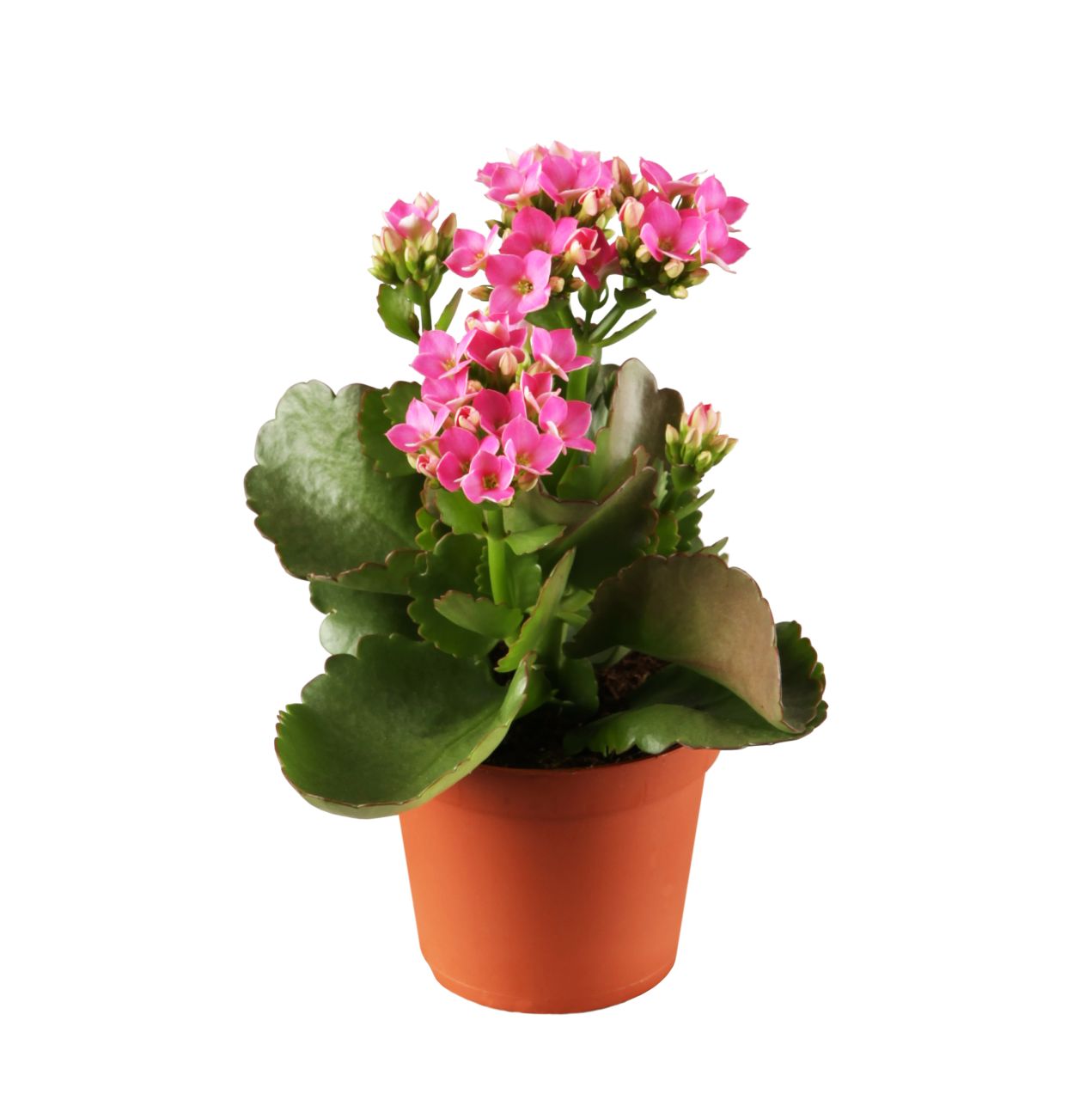 Flammendes Käthchen rosa gefüllt Kalanchoe H ca. 15 cm 7 cm Topf von Pflanzen