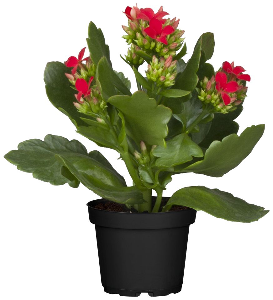 Flammendes Käthchen rot gefüllt Kalanchoe H ca. 15 cm 7 cm Topf von Pflanzen