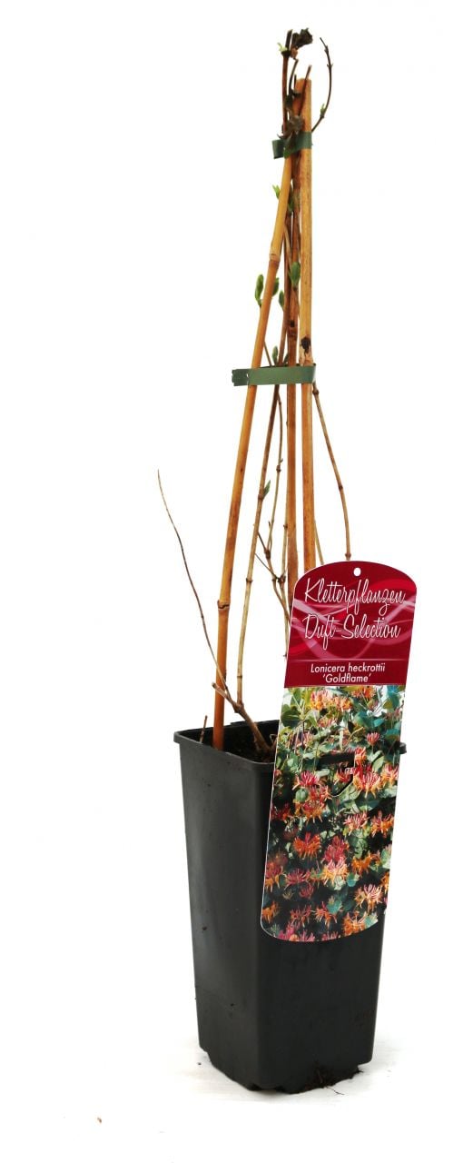 Geißschlinge Lonicera heckrottii Goldflame 2 L Eckcontainer Geißschlinge Lonicera heckrottii Goldflame 2 L Eckcontainer von Pflanzen