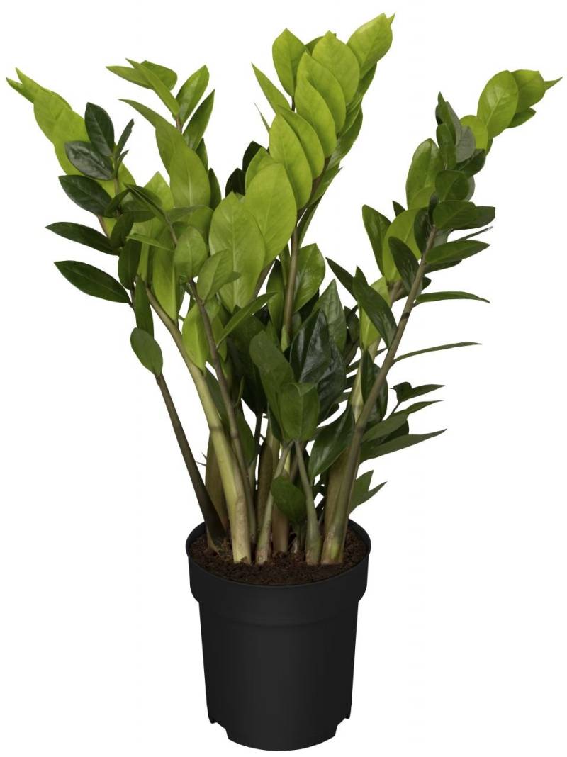 Zamioculcas Zamifolia Glücksfeder 60 cm 17 cm Topf Zamioculcas Zamifolia Glücksfeder 60 cm 17 cm Topf von Pflanzen