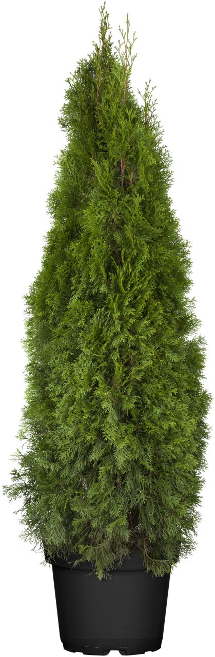 Heckenthuja Smaragd H 160-180 cm 32 cm Topf von Pflanzen