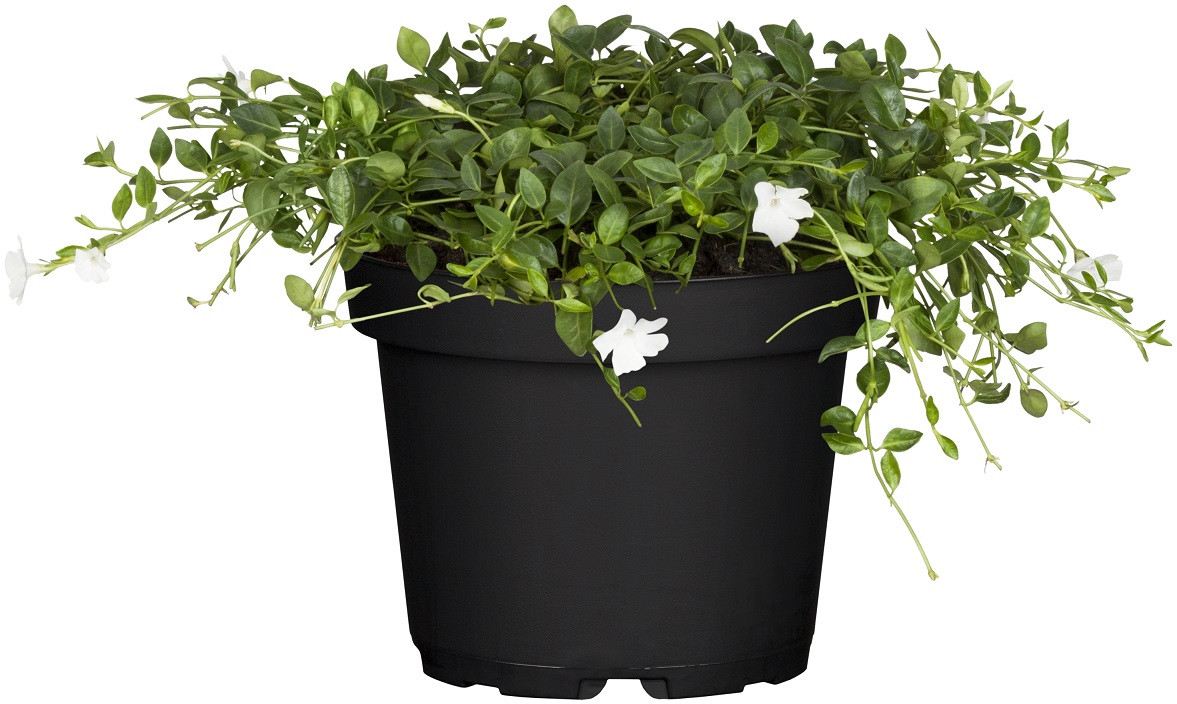 Immergrün Alba 0,5 l Container von Pflanzen