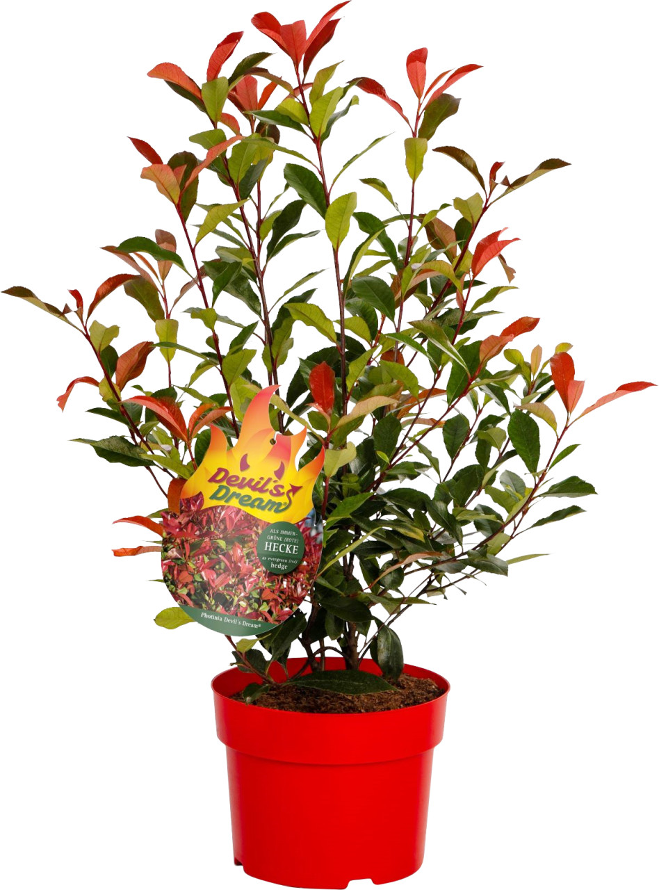 Immergrüne Laubgehölze Glanzmispel 'Devil's Dream' ® 5 l Container von Pflanzen