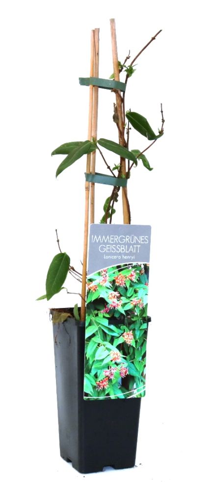 Immergrünes Geißblatt Lonicera henryi 2 L Eckcontainer von Pflanzen