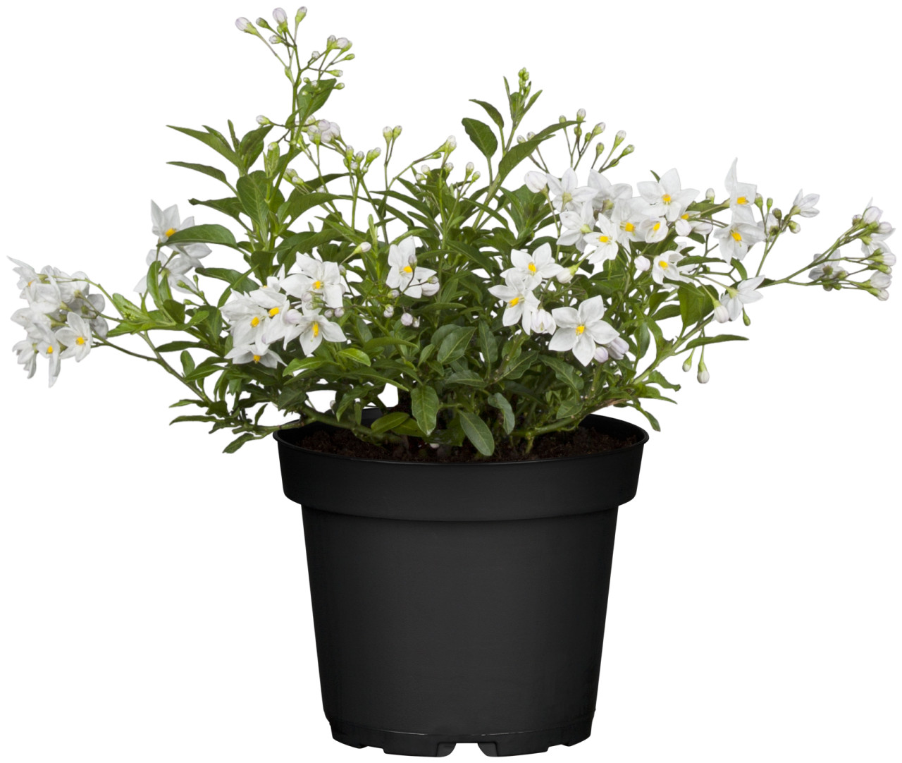 Jasminblütiger Nachtschatten Solanum Jasminoides H 30 cm 12 cm Topf von Pflanzen