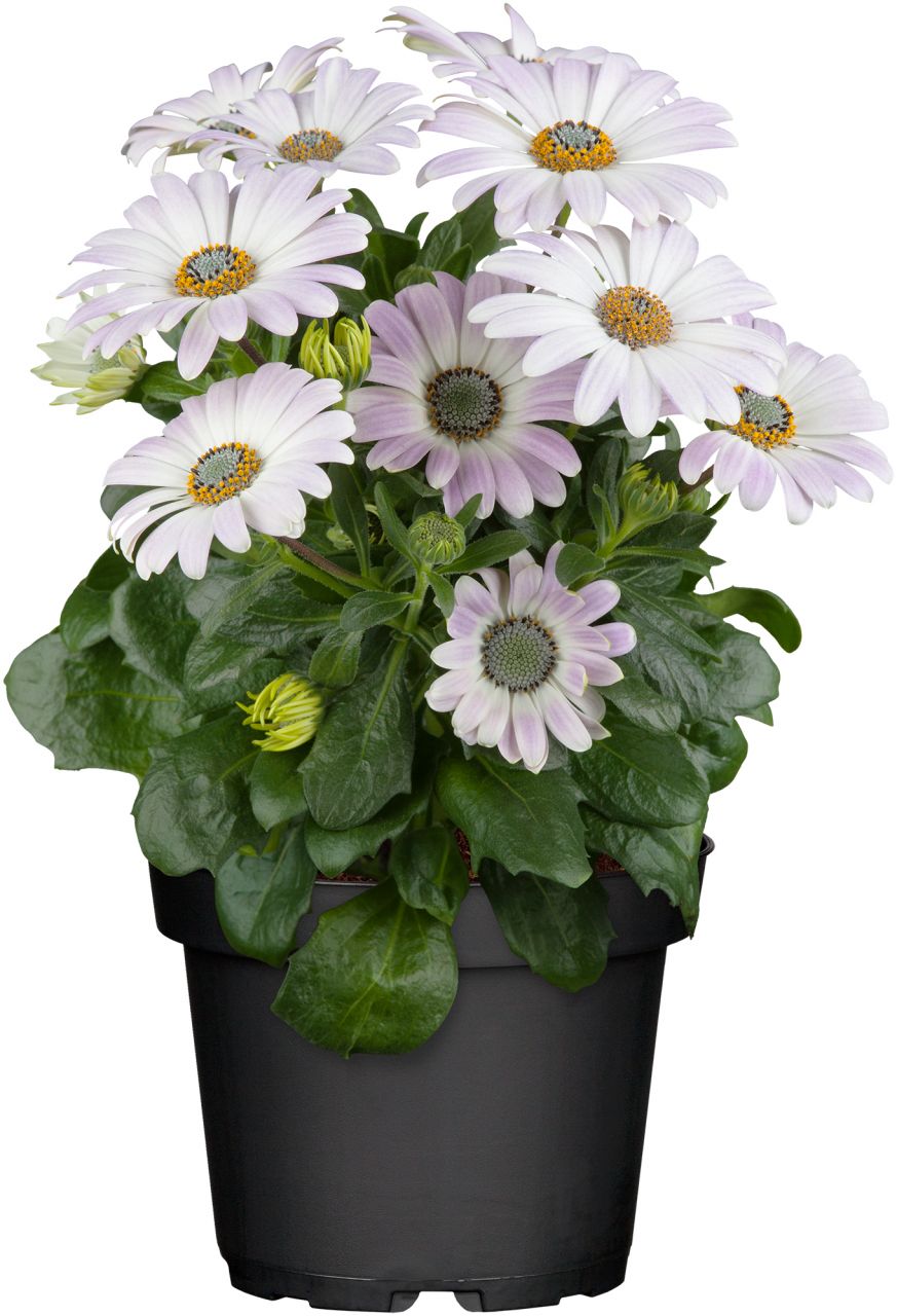 Kapkörbchen Osteospermum H 20 cm 10,5 cm Topf von Pflanzen