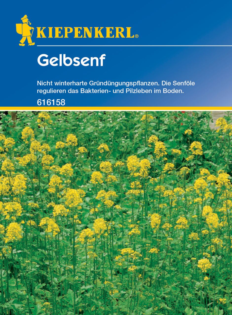 Kiepenkerl Gelbsenf 80 g von Pflanzen