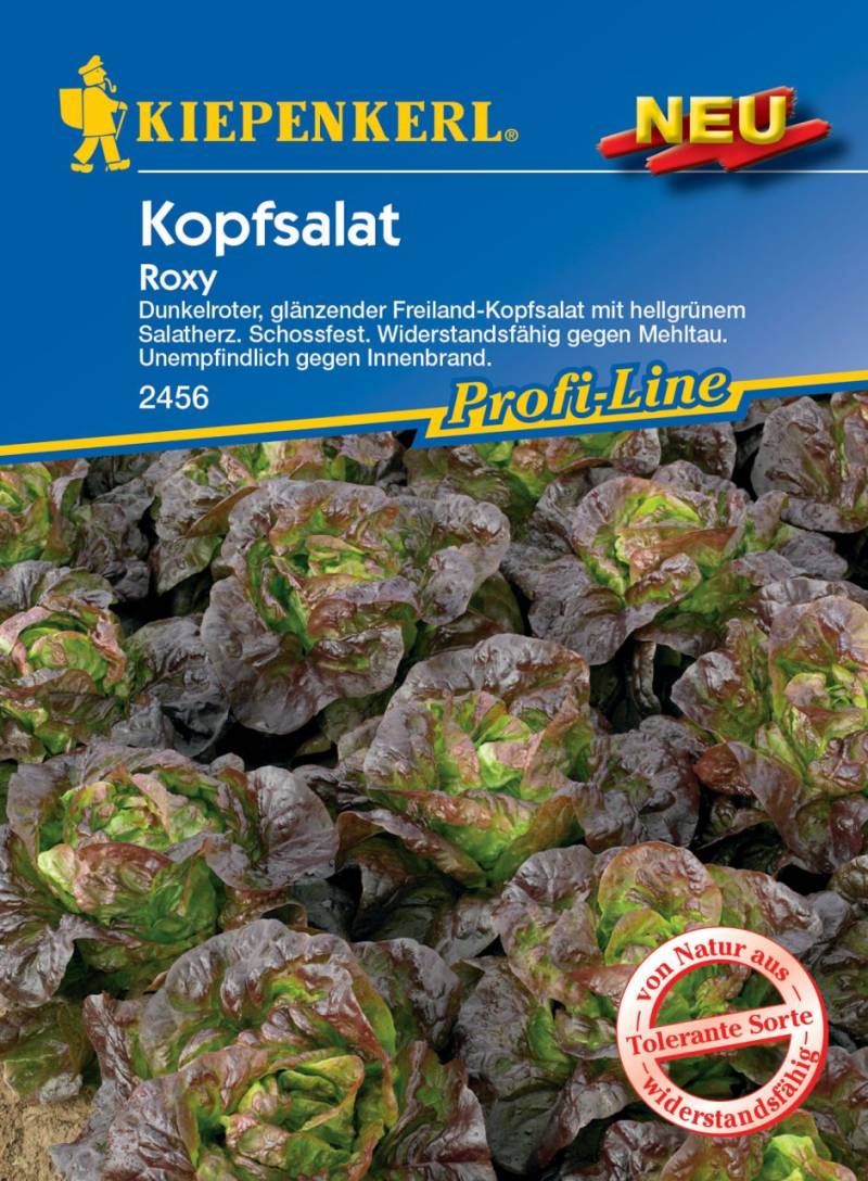 Kiepenkerl Kopfsalat Roxy von Pflanzen