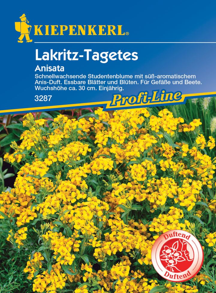 Kiepenkerl Lakritz-Tagetes Anisata von Pflanzen