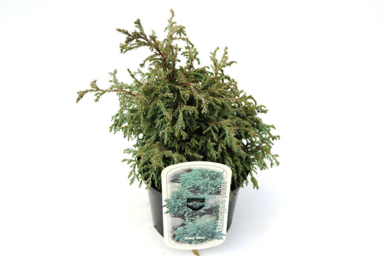 Kleine Silberzypresse 20-30 cm 2 L Container von Pflanzen