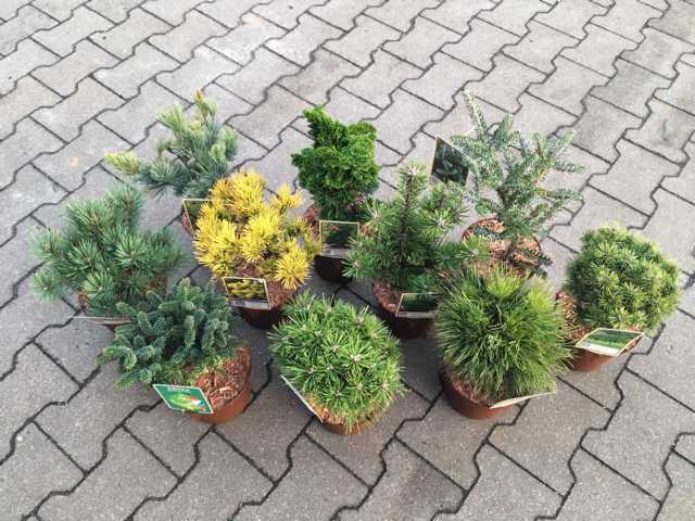 Koniferen Veredlungen 15-20 cm 2 L Container von Pflanzen