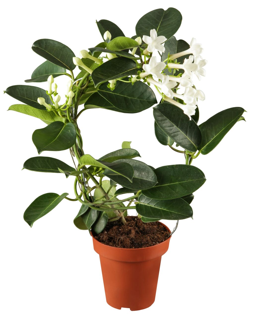 Kranzschlinge Stephanotis H ca. 45 cm 12 cm Topf von Pflanzen