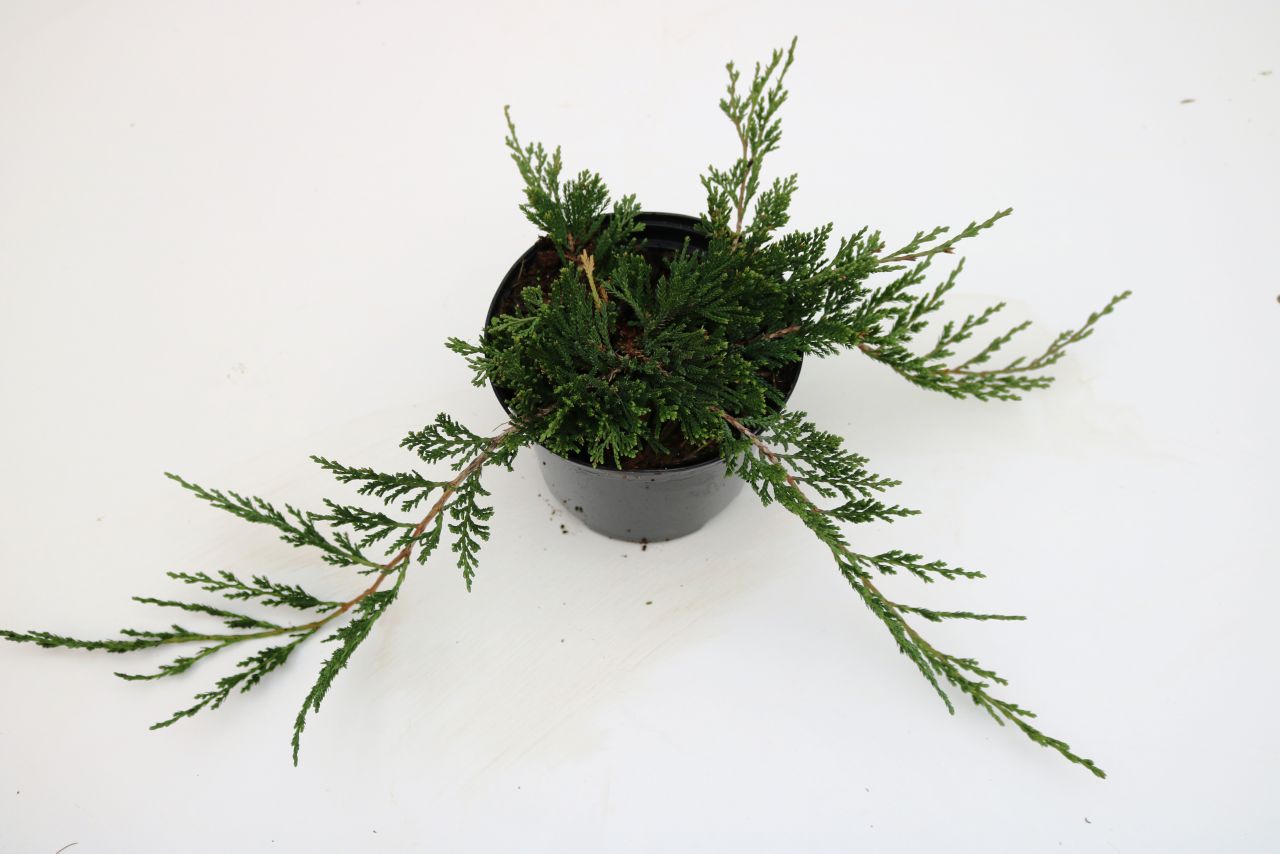 Kriechwacholder Glauca 20-30 cm 2 L Container von Pflanzen