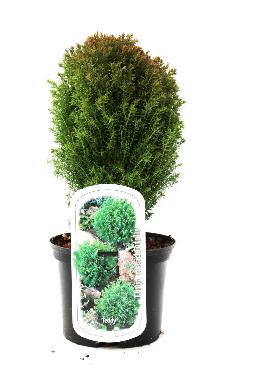 Kugelthuja Teddy 15-20 cm 2 L Container von Pflanzen