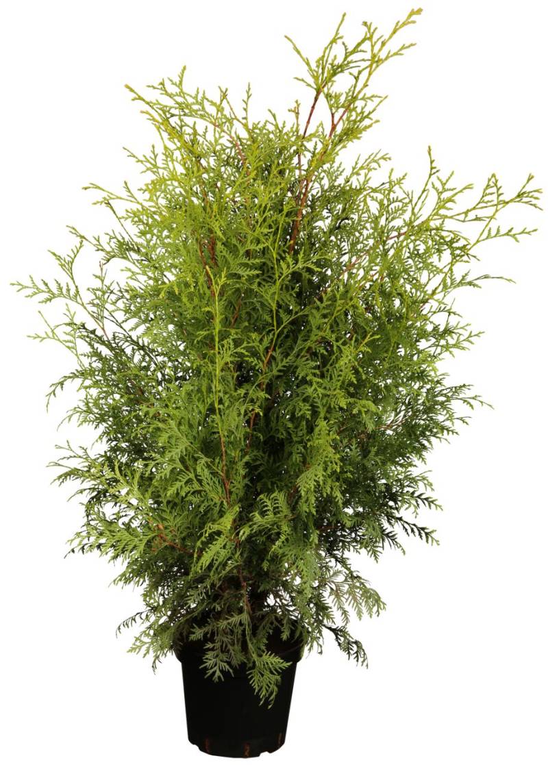 Lebensbaum Brabant Thuja occidentalis H 40 - 60 cm 2 L Container von Pflanzen