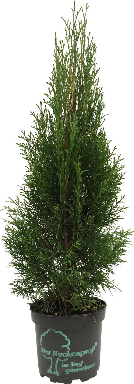 Lebensbaum Smaragd Thuja occidentalis H 40 - 60 cm 2 L Container von Pflanzen