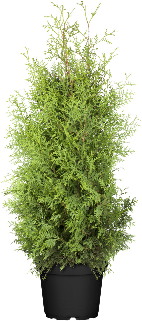 Lebensbaum Thuja occidentalis Brabant H 100- 120 cm 5 L Container von Pflanzen