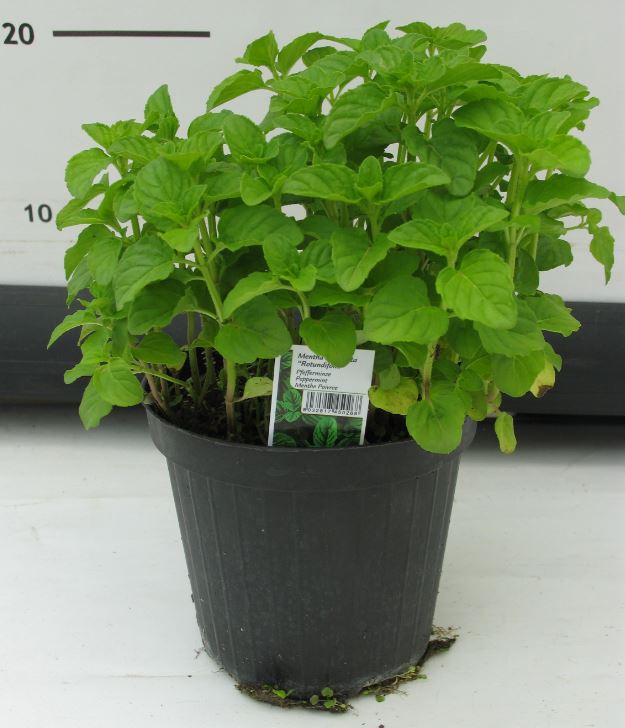 Minze Mentha Piperita H 25 cm 14 cm Topf von Pflanzen