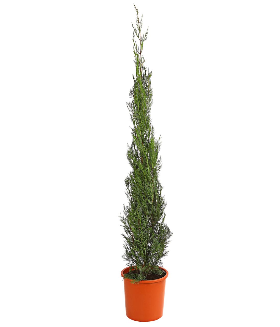 Mittelmeerzypresse Cupressus Sempervirens H ca. 180 cm 28 cm Topf von Pflanzen