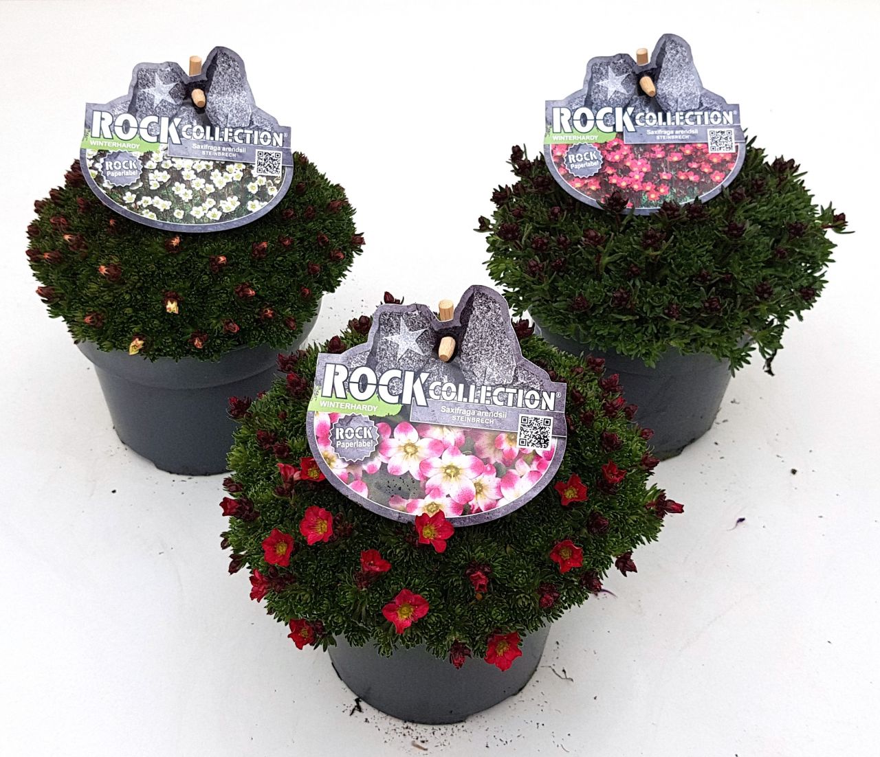 Moosteinbrech Saxifraga ardensii H 20 cm 13 cm Topf von Pflanzen