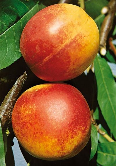 Nektarinenbaum Fantasia 7,5 L Container Nektarinenbaum Fantasia 7,5 L Container von Pflanzen