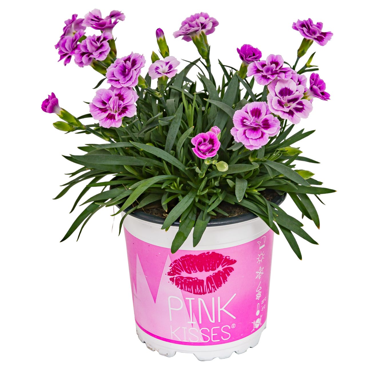 Nelke Dianthus Pink Kisses 10,5 cm Topf von Pflanzen