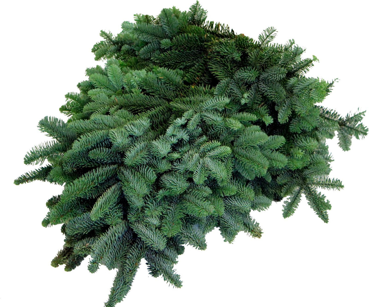 Nobilistannen Schnittgrün ca 2,5 kg Nobilistannen Schnittgrün ca 2,5 kg von Pflanzen